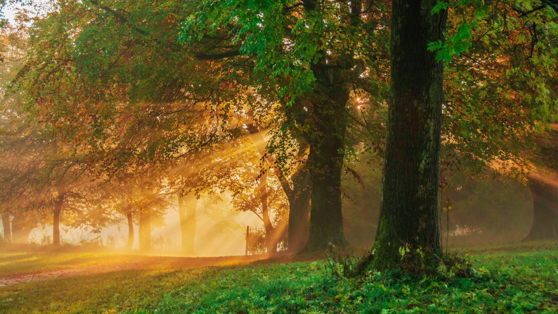 Trees At Dawn