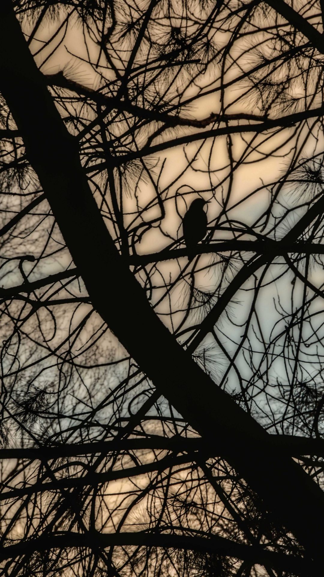 Photo by Jude McLoughlin